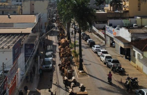 DESFILE DOS CARROS DE BOIS MARCA A TRADIÇÃO NA 23ª FESTA DA MOAGEM E DO CARRO DE BOI DE UNAÍ 2024