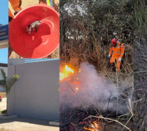 OCORRÊNCIAS EM UNAÍ E REGIÃO: BOMBEIROS CAPTURAM GAMBÁ, COMBATEM INCÊNDIO EM VEGETAÇÃO E PM PRENDE SUSPEITO DE ROUBO EM ARINOS